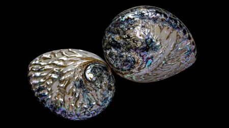 Tout ce qu’il faut savoir sur l’ormeau en bijouterie tout savoir ormeau bijouterie